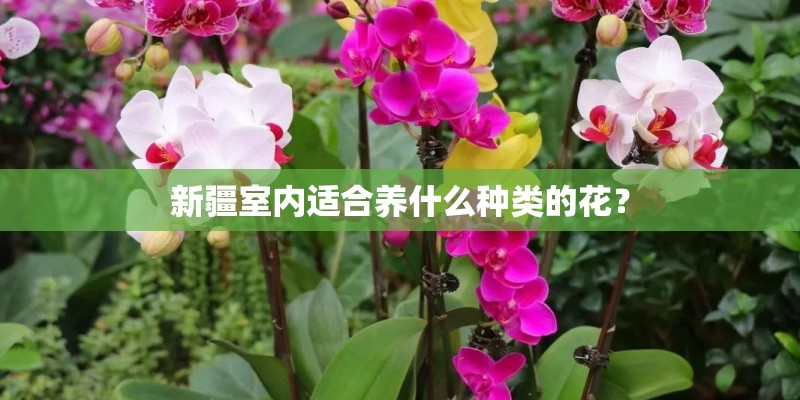 新疆室内适合养什么种类的花？