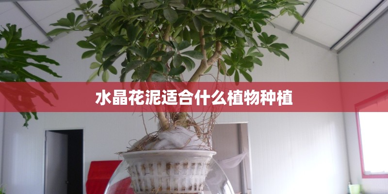 水晶花泥适合什么植物种植