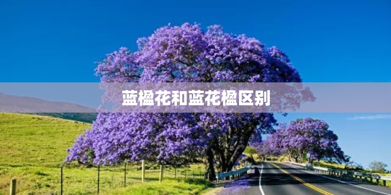 蓝楹花和蓝花楹区别