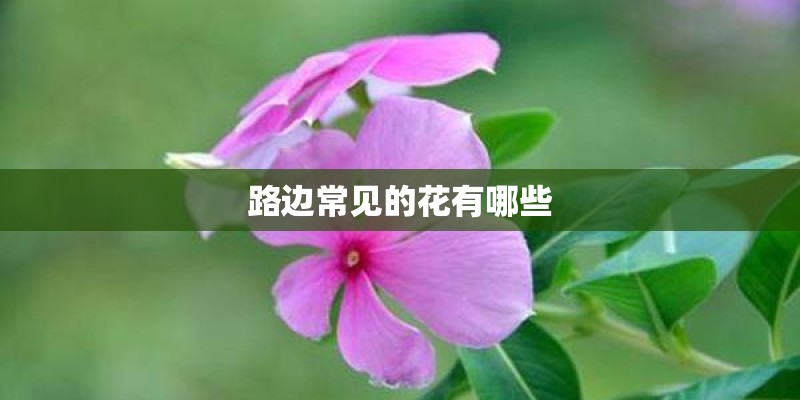 路边常见的花有哪些