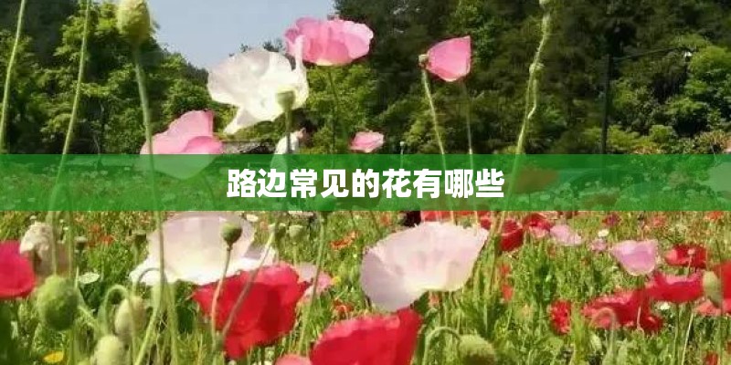路边常见的花有哪些