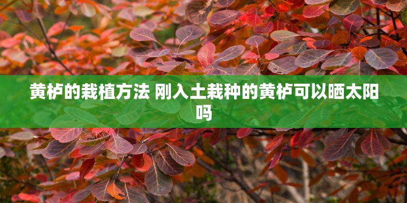 黄栌的栽植方法 刚入土栽种的黄栌可以晒太阳吗