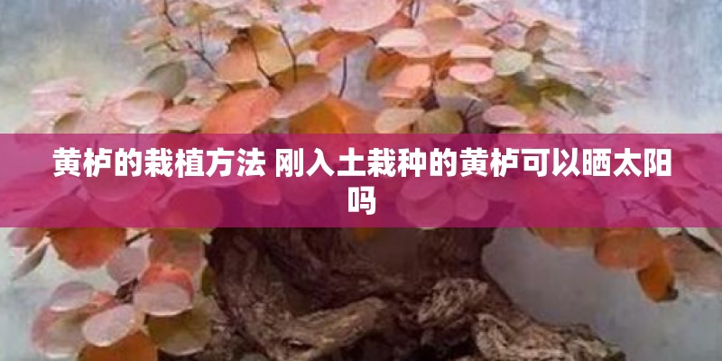 黄栌的栽植方法 刚入土栽种的黄栌可以晒太阳吗