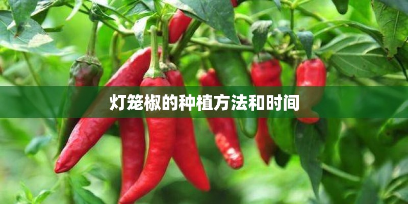 灯笼椒的种植方法和时间