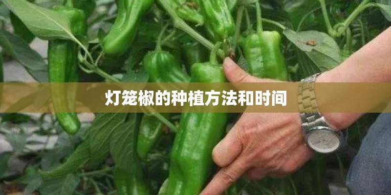 灯笼椒的种植方法和时间