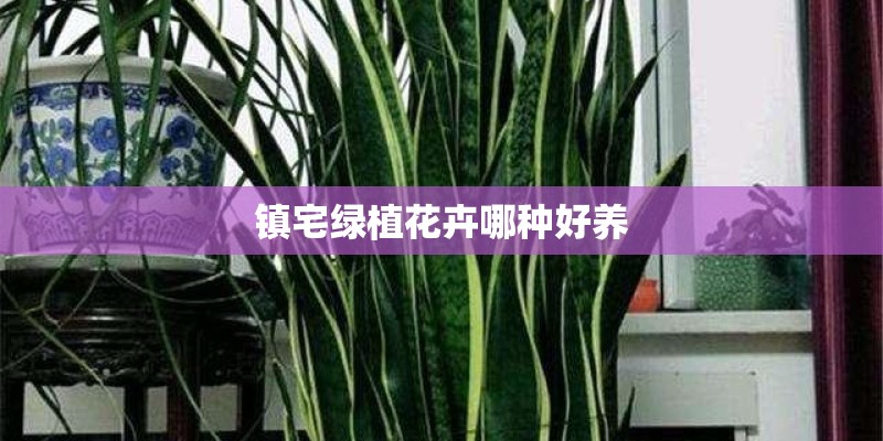 镇宅绿植花卉哪种好养