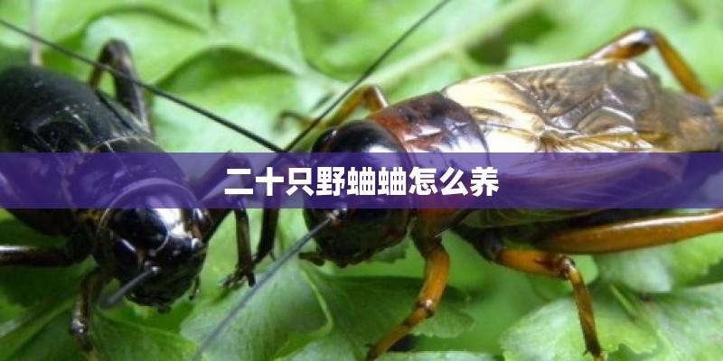 二十只野蛐蛐怎么养