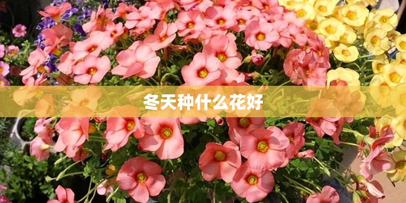 冬天种什么花好