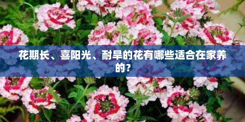 花期长、喜阳光、耐旱的花有哪些适合在家养的？