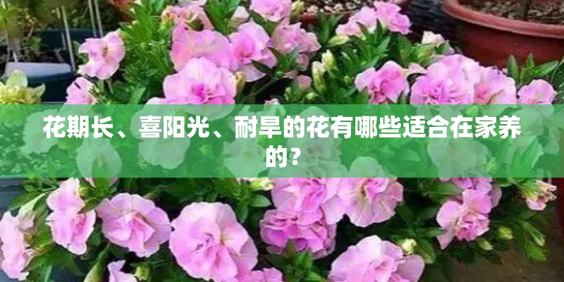 花期长、喜阳光、耐旱的花有哪些适合在家养的？