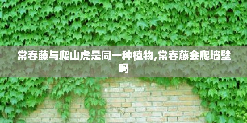 常春藤与爬山虎是同一种植物,常春藤会爬墙壁吗