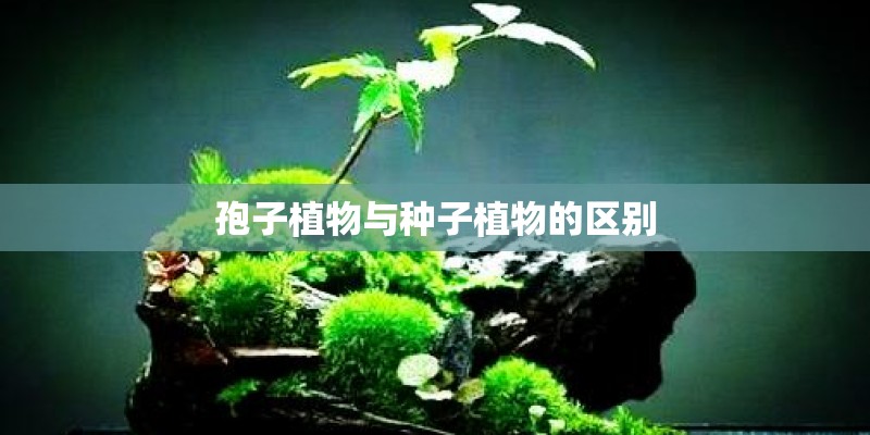 孢子植物与种子植物的区别