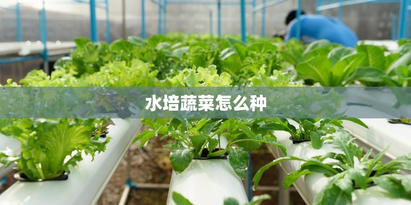 水培蔬菜怎么种