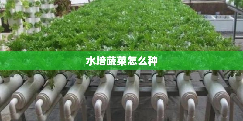 水培蔬菜怎么种