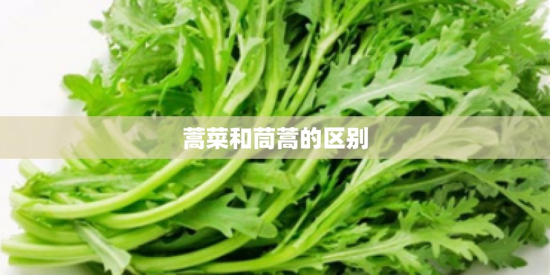 蒿菜和茼蒿的区别