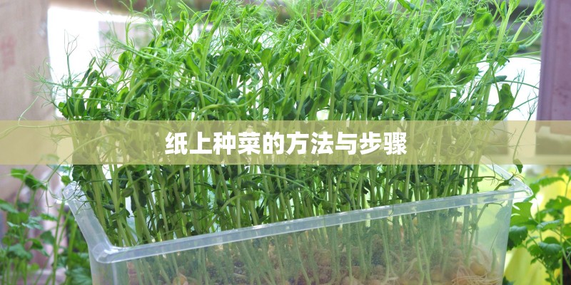 纸上种菜的方法与步骤