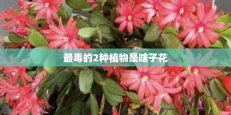 最毒的2种植物是啥子花