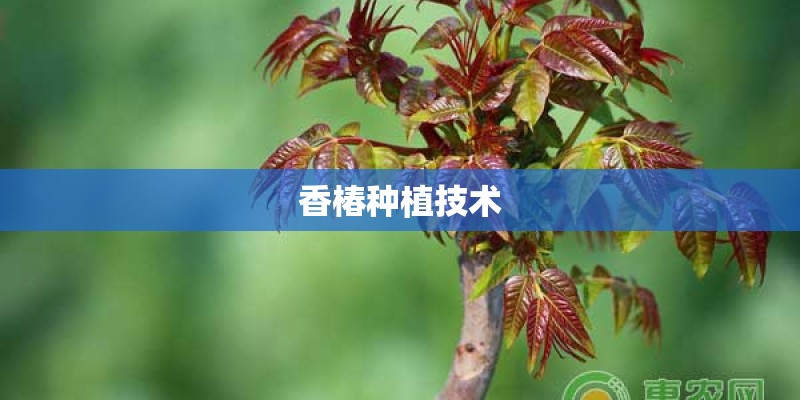 香椿种植技术