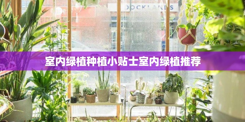 室内绿植种植小贴士室内绿植推荐