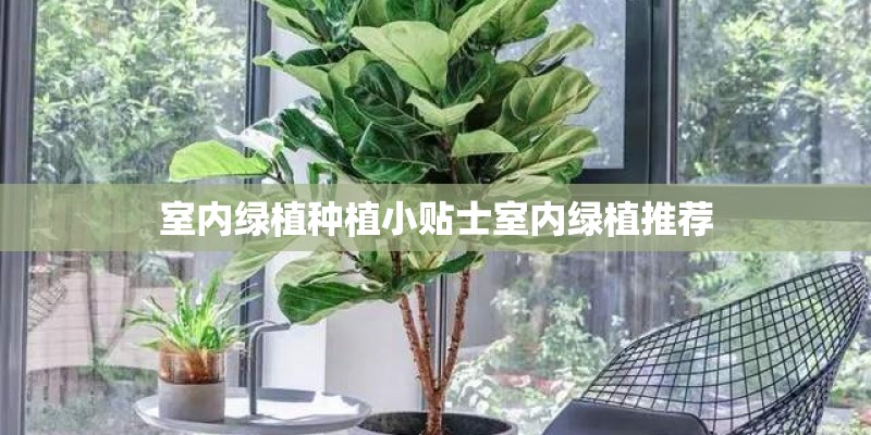 室内绿植种植小贴士室内绿植推荐