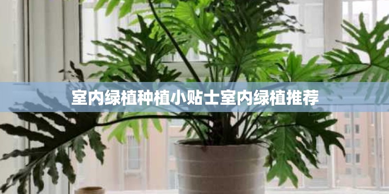室内绿植种植小贴士室内绿植推荐