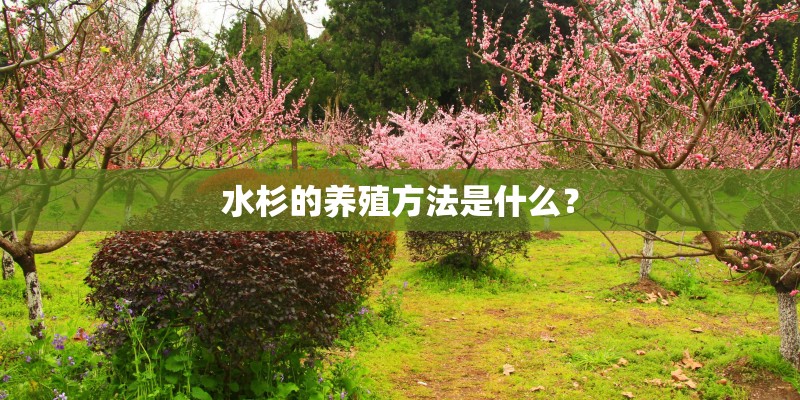 水杉的养殖方法是什么？