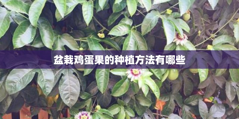 盆栽鸡蛋果的种植方法有哪些