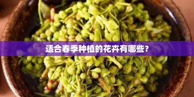 适合春季种植的花卉有哪些？