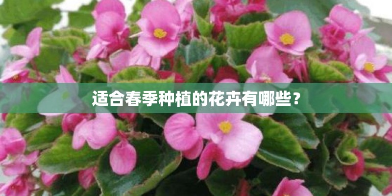 适合春季种植的花卉有哪些？