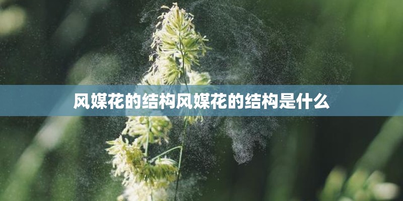 风媒花的结构风媒花的结构是什么