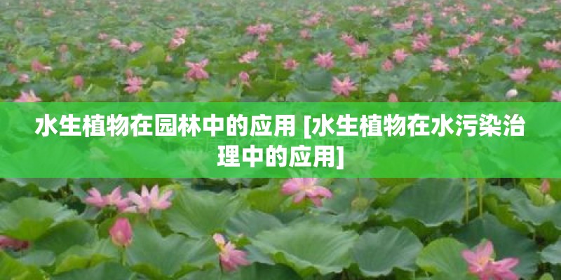 水生植物在园林中的应用 [水生植物在水污染治理中的应用]