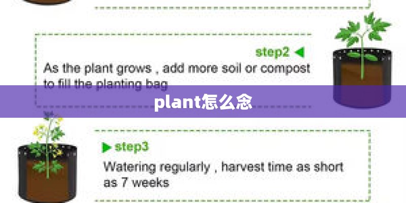 plant怎么念