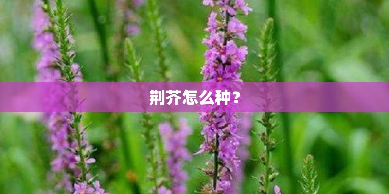 荆芥怎么种？