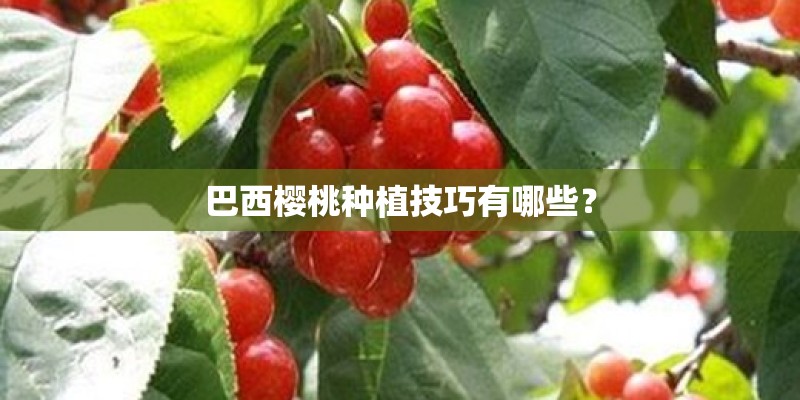 巴西樱桃种植技巧有哪些？