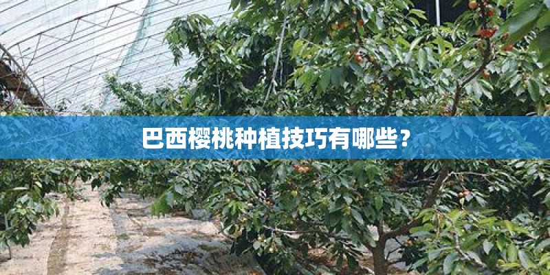 巴西樱桃种植技巧有哪些？