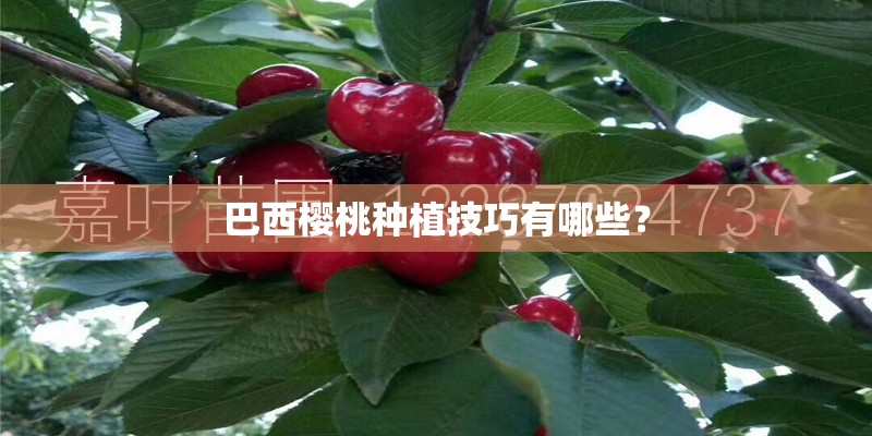 巴西樱桃种植技巧有哪些？