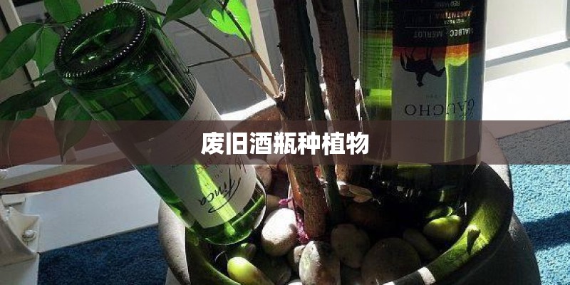 废旧酒瓶种植物