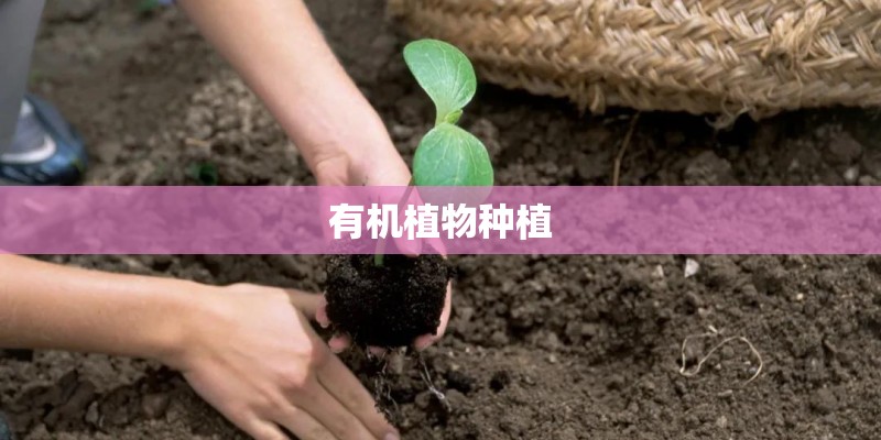 有机植物种植