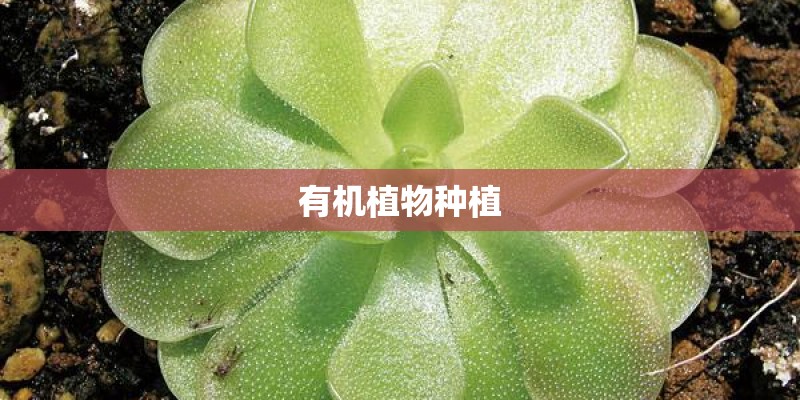 有机植物种植