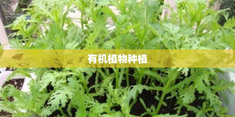 有机植物种植