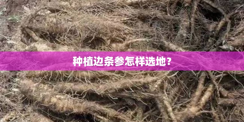 种植边条参怎样选地？