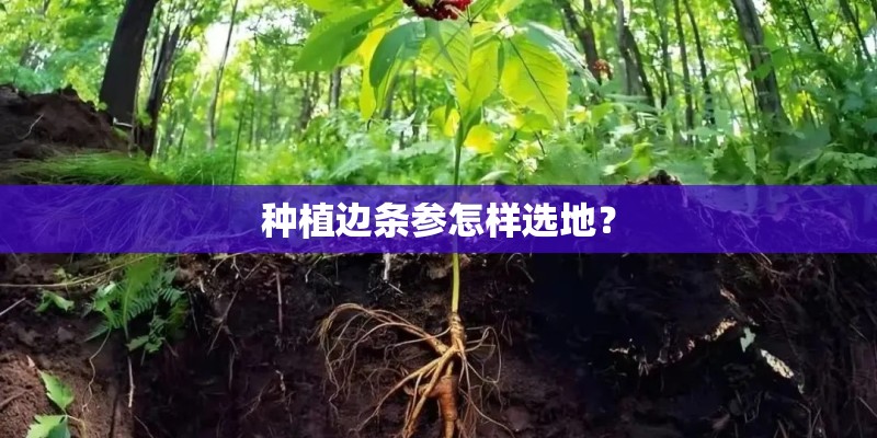 种植边条参怎样选地？