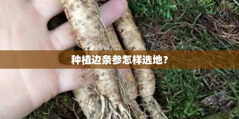 种植边条参怎样选地？