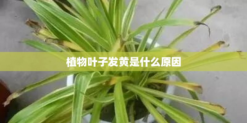 植物叶子发黄是什么原因