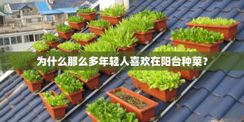 为什么那么多年轻人喜欢在阳台种菜？