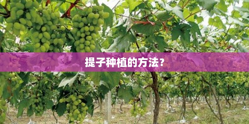 提子种植的方法？
