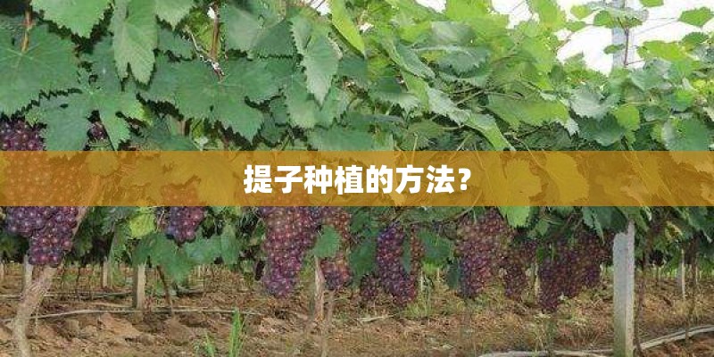 提子种植的方法？