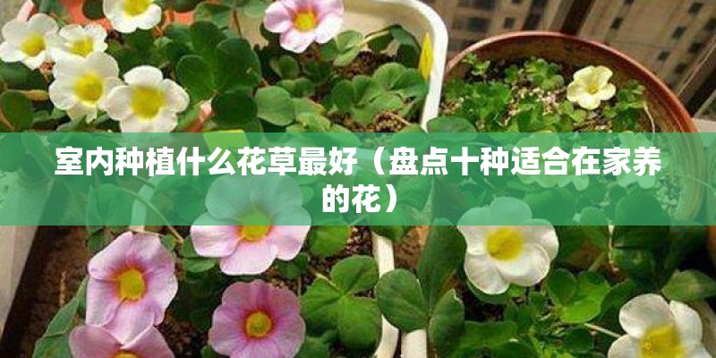 室内种植什么花草最好（盘点十种适合在家养的花）