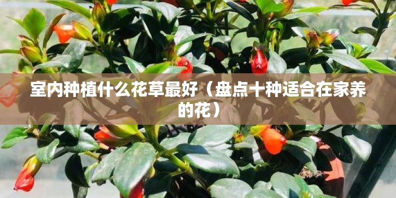 室内种植什么花草最好（盘点十种适合在家养的花）