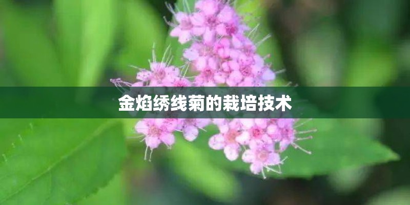 金焰绣线菊的栽培技术